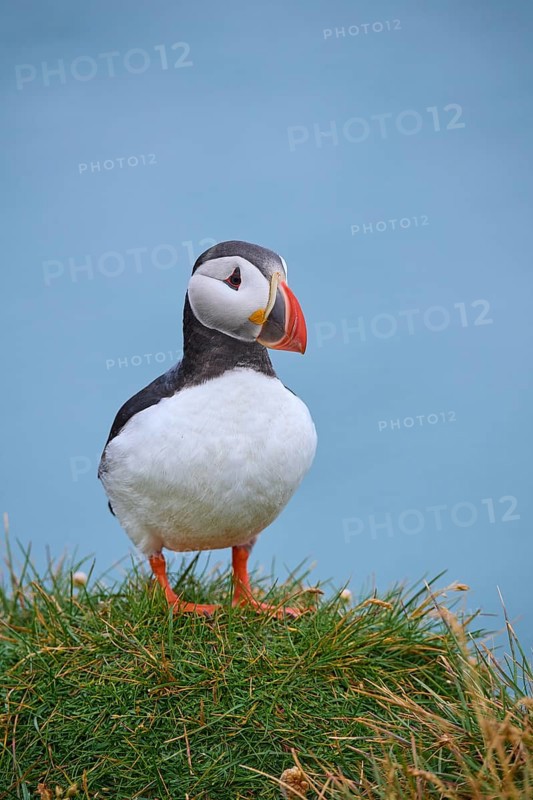 Atlantic Puffin,