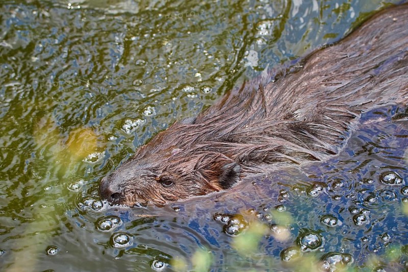 European beaver,