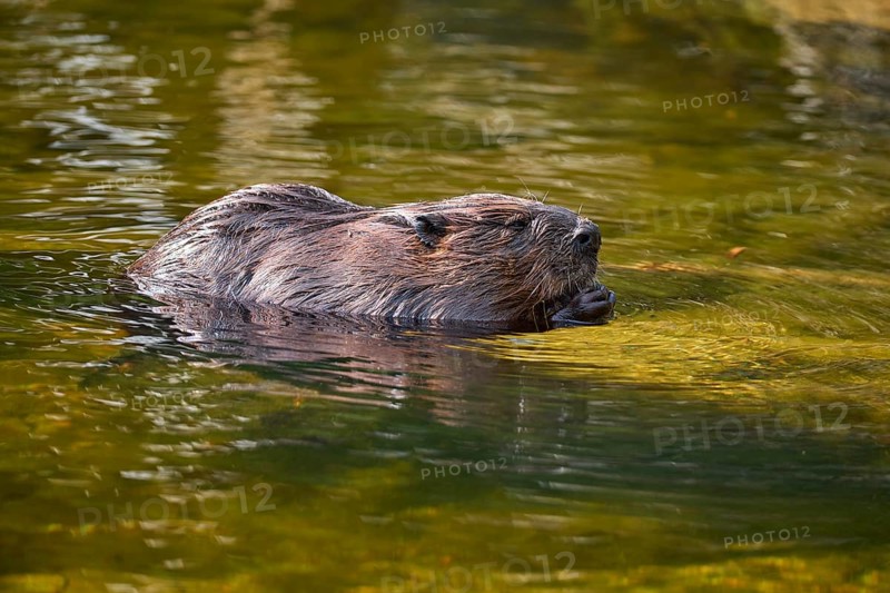 European beaver,