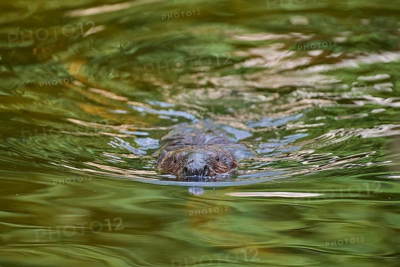 European beaver,