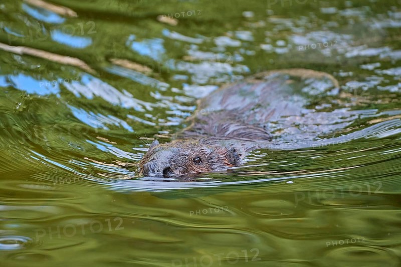 European beaver,