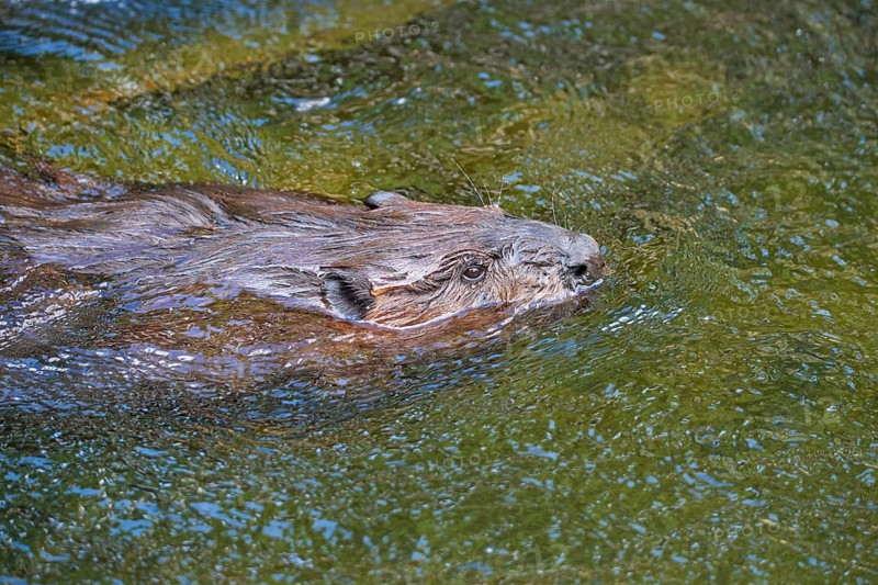 European beaver,