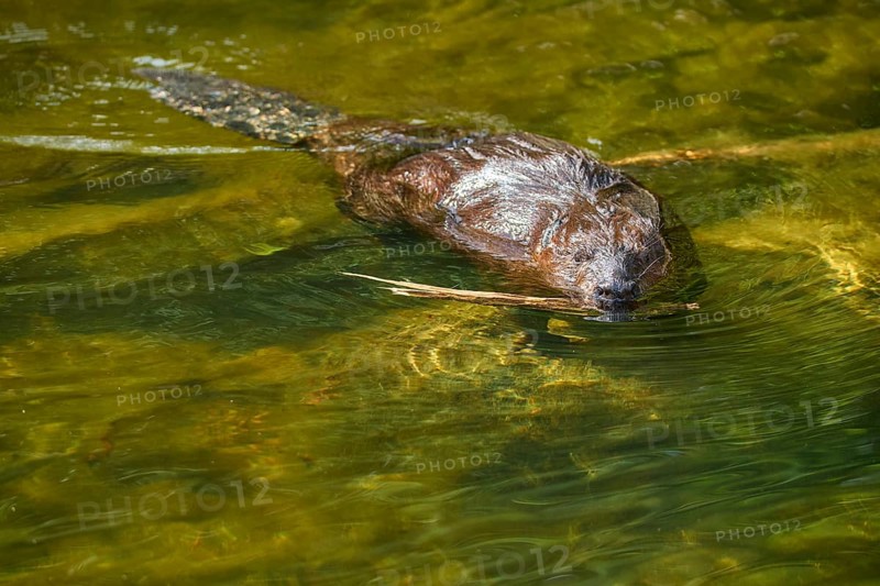 European beaver,