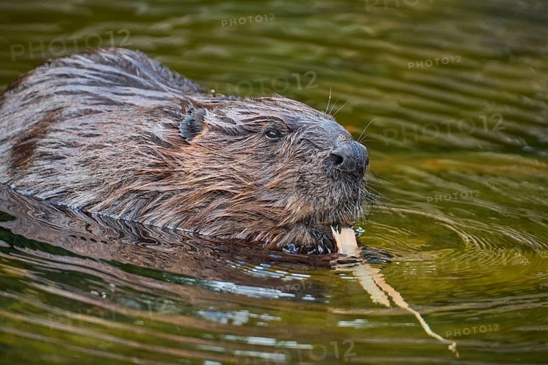 European beaver,