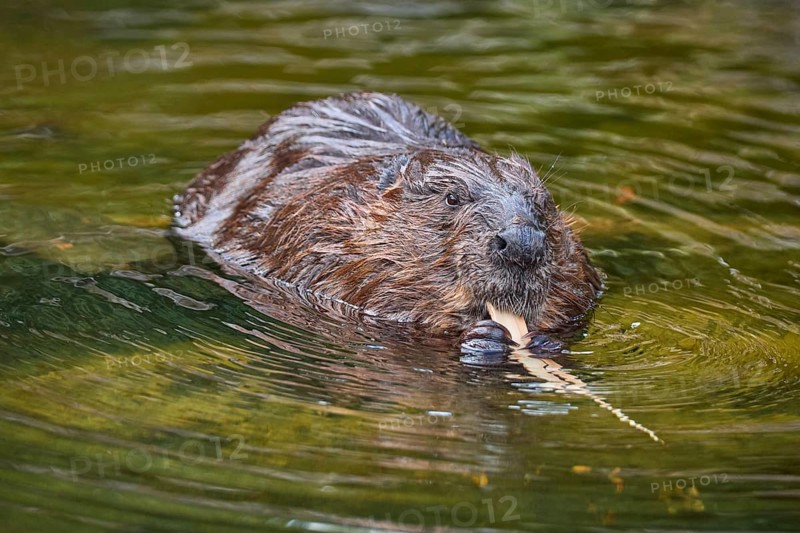 European beaver,