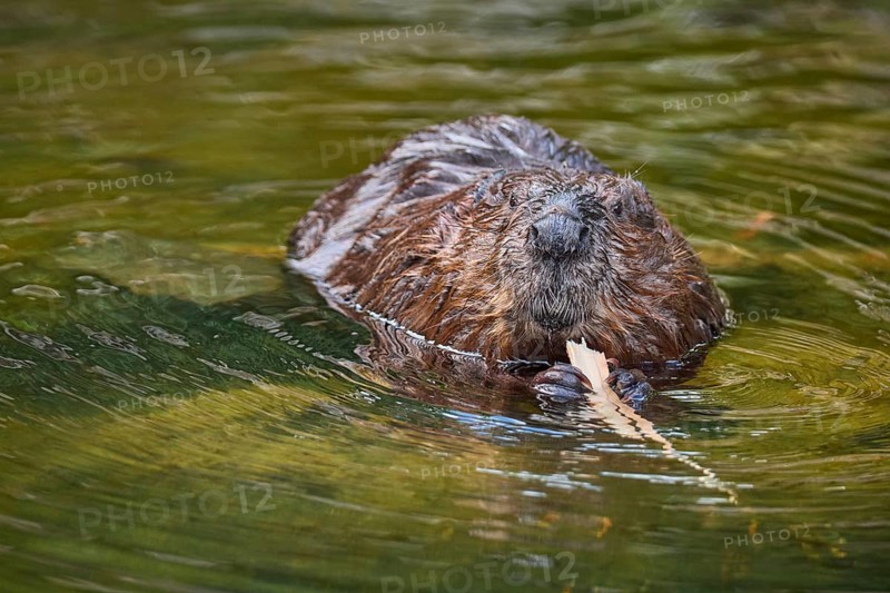 European beaver,