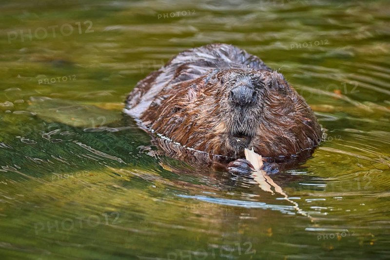 European beaver,