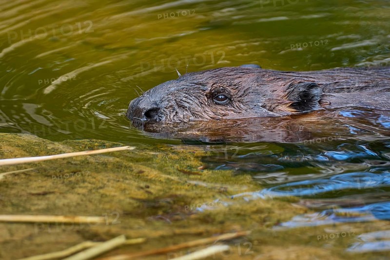 European beaver,