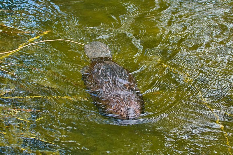 European beaver,