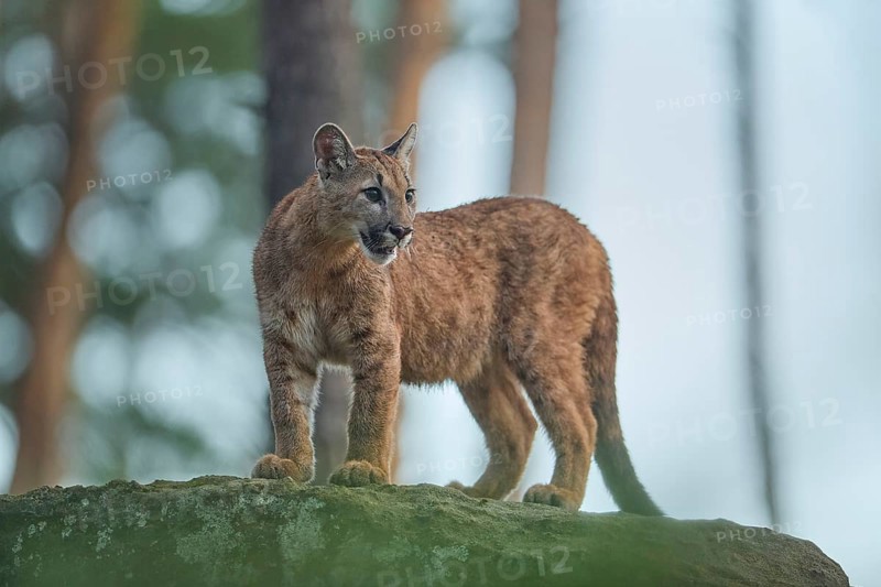 Cougar, Mountain Lion
