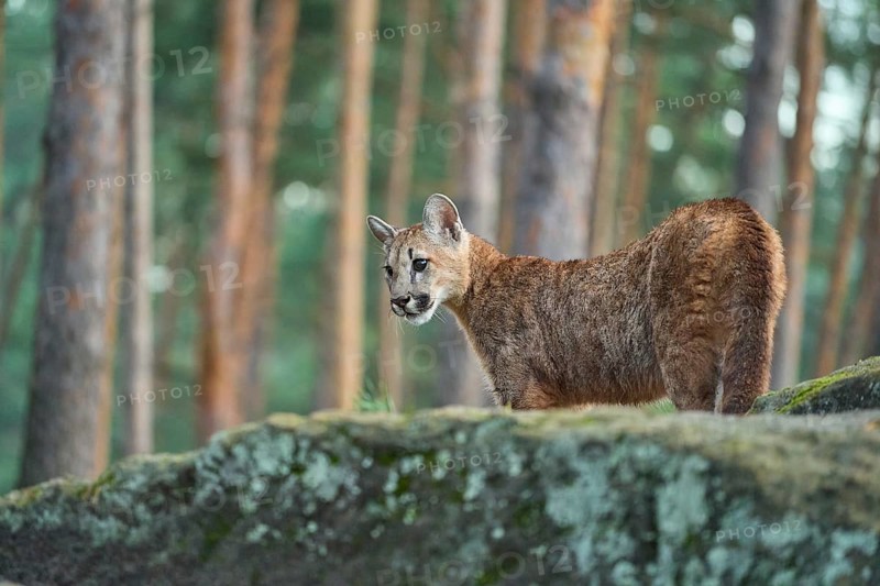 Cougar, Mountain Lion