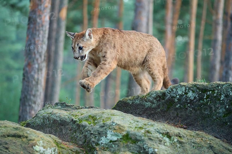 Cougar, Mountain Lion