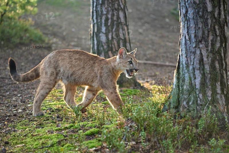 Cougar, Mountain Lion