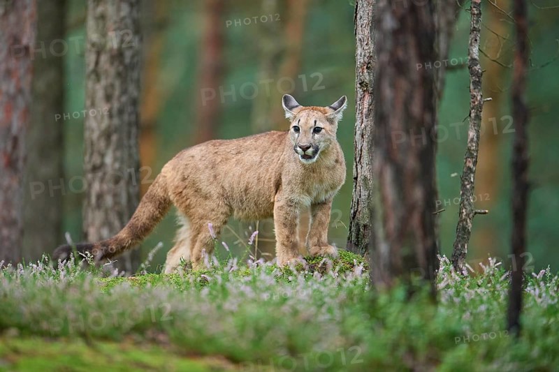 Cougar, Mountain Lion