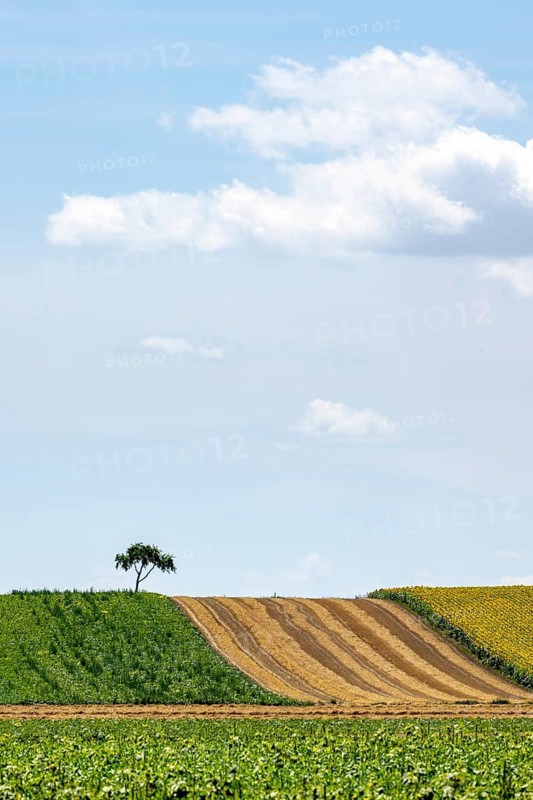 Landscape in summer with tree and blossoming sunflowers, harvested grain field