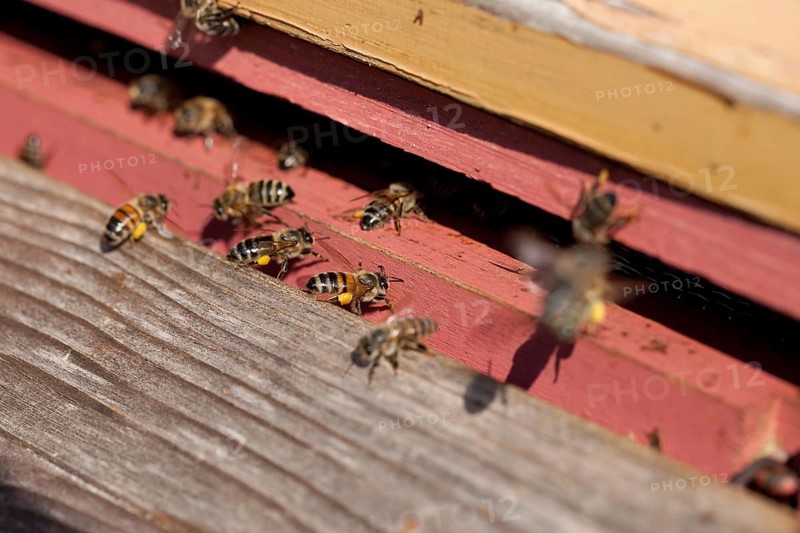 Pollen-collecting honey bees,