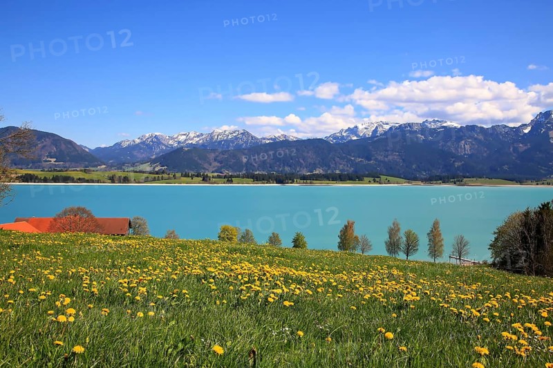 Lake Forggensee in the Koenigswinkel with the Alps in the background. Fuessen, Ostallgaeu