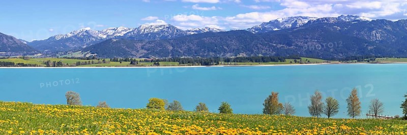 Lake Forggensee in the Koenigswinkel with the Alps in the background. Fuessen, Ostallgaeu