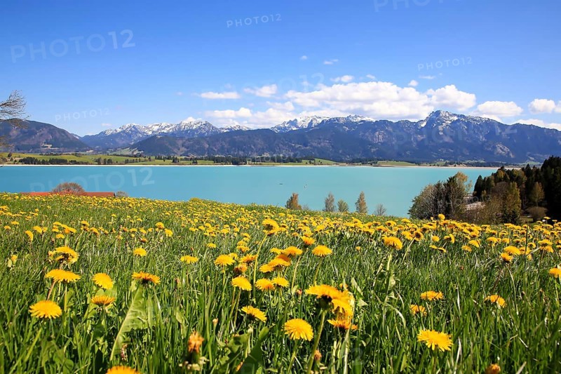 Lake Forggensee in the Koenigswinkel with the Alps in the background. Fuessen, Ostallgaeu