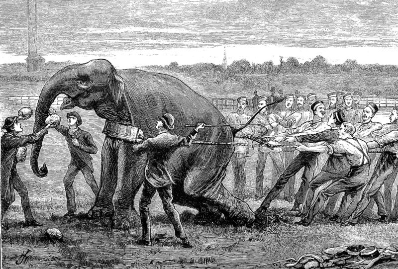 A crowd of people trying to hold an elephant at the inter-university boat race,1881