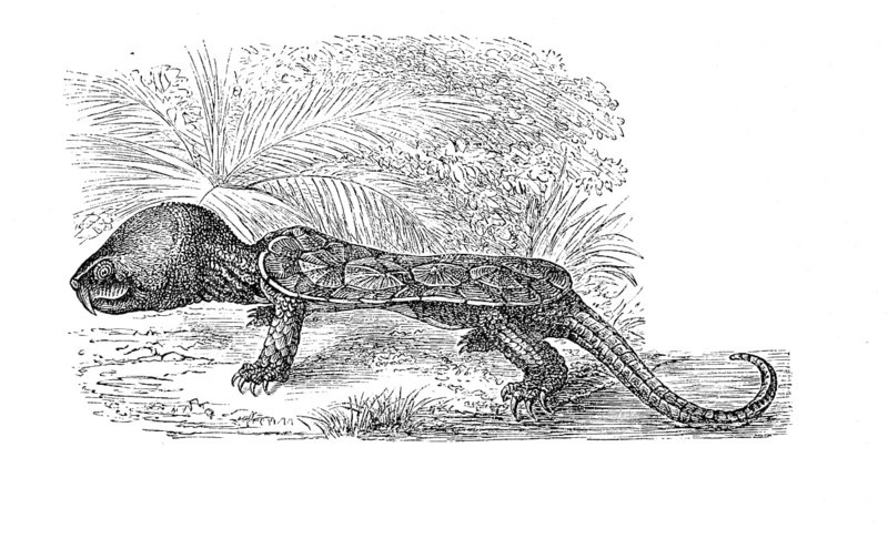 Big-headed turtle,