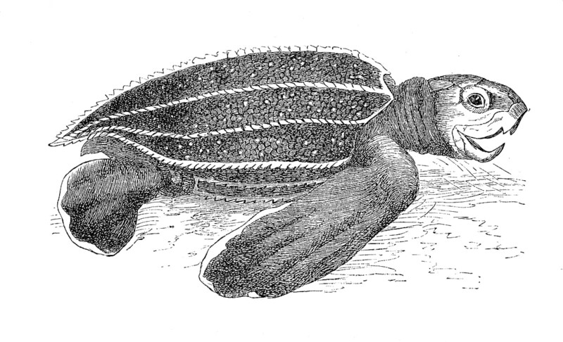 Leatherback sea turtle,