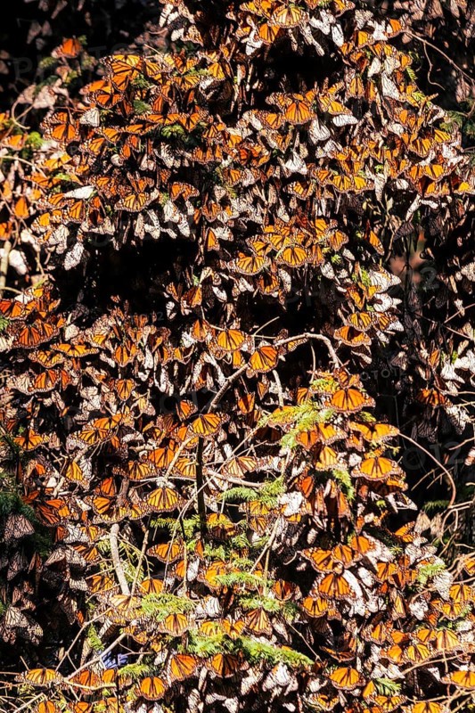 Millions of Butterflies covering trees in the Unesco site Monarch Butterfly Biosphere Reserve, El Rosario