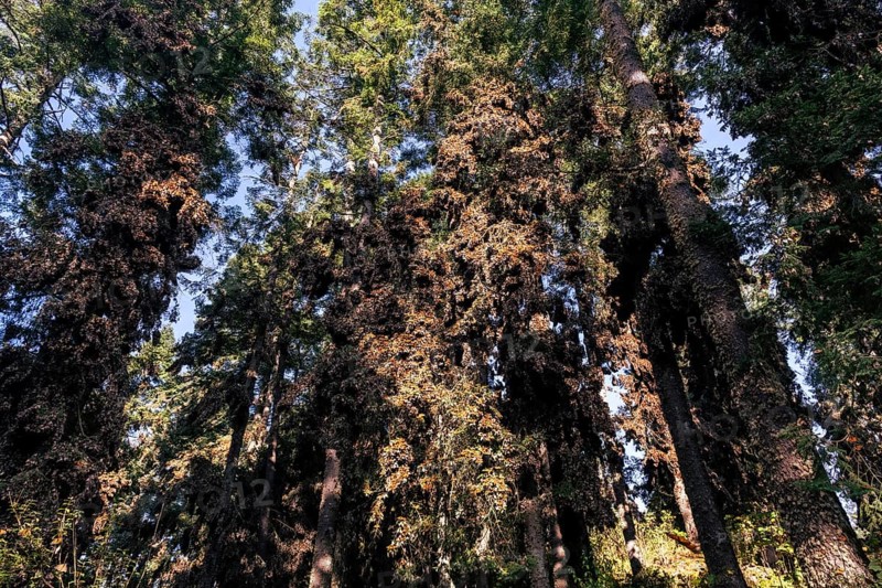 Millions of Butterflies covering trees in the Unesco site Monarch Butterfly Biosphere Reserve, El Rosario