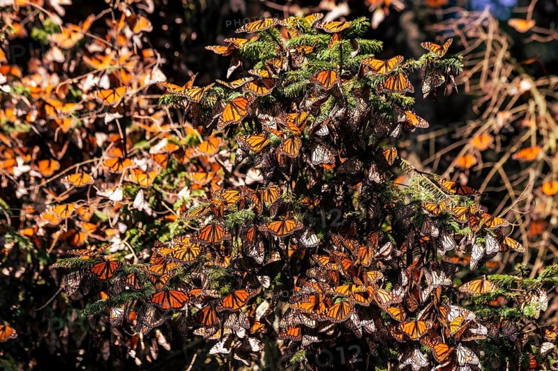 Millions of Butterflies covering trees in the Unesco site Monarch Butterfly Biosphere Reserve, El Rosario
