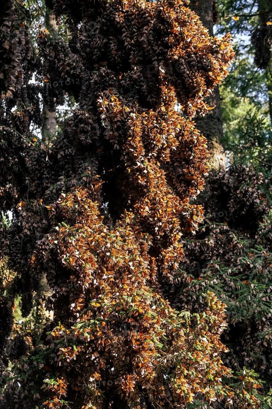 Millions of Butterflies covering trees in the Unesco site Monarch Butterfly Biosphere Reserve, El Rosario