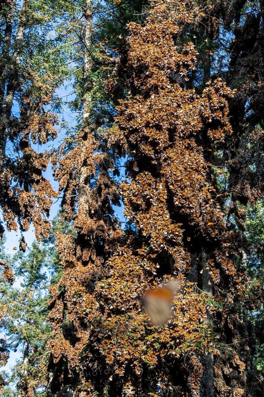 Millions of Butterflies covering trees in the Unesco site Monarch Butterfly Biosphere Reserve, El Rosario