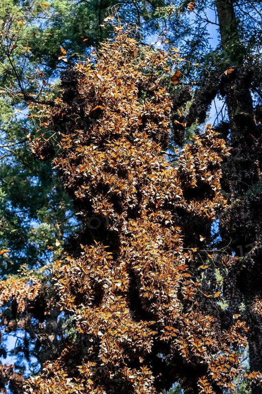 Millions of Butterflies covering trees in the Unesco site Monarch Butterfly Biosphere Reserve, El Rosario