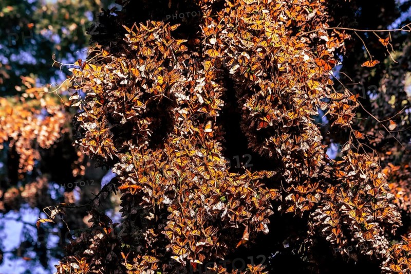 Millions of Butterflies covering trees in the Unesco site Monarch Butterfly Biosphere Reserve, El Rosario