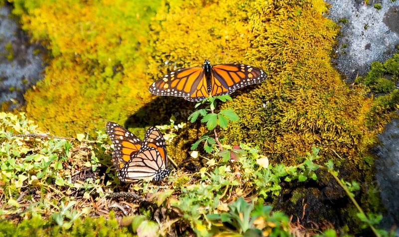 Close up from a Monarch butterfly,