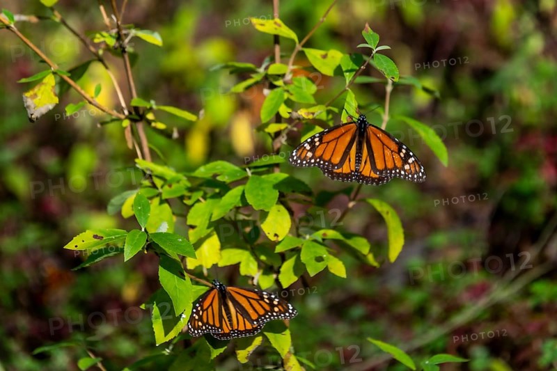 Close up from a Monarch butterfly,