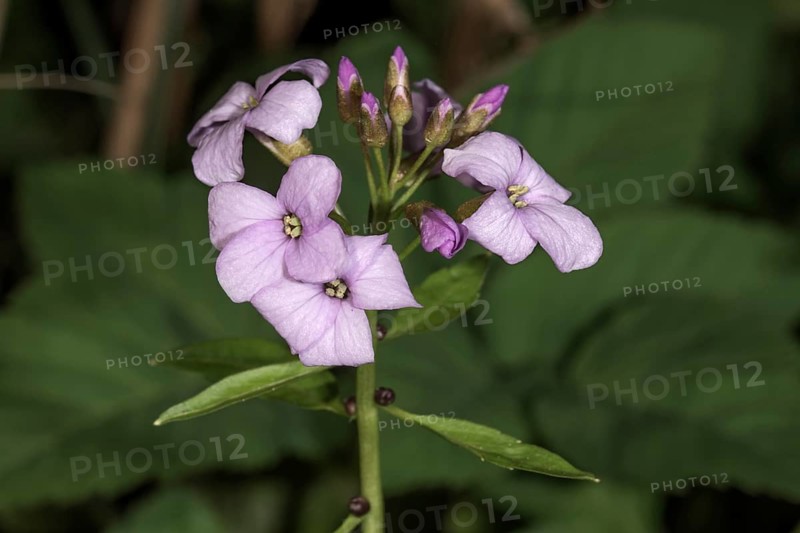 Large-flowered bittercress,