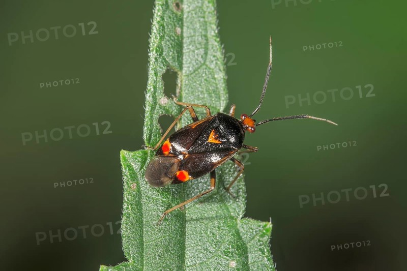 Soft bug,