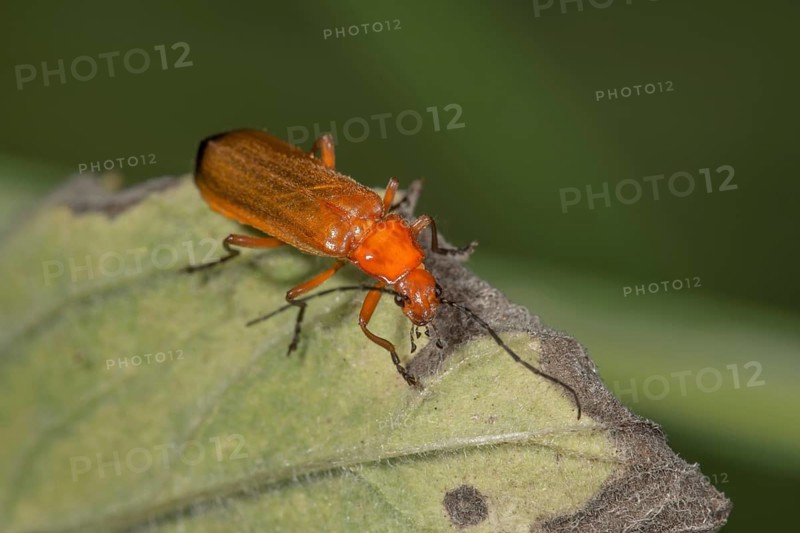 Common red soldier beetle,