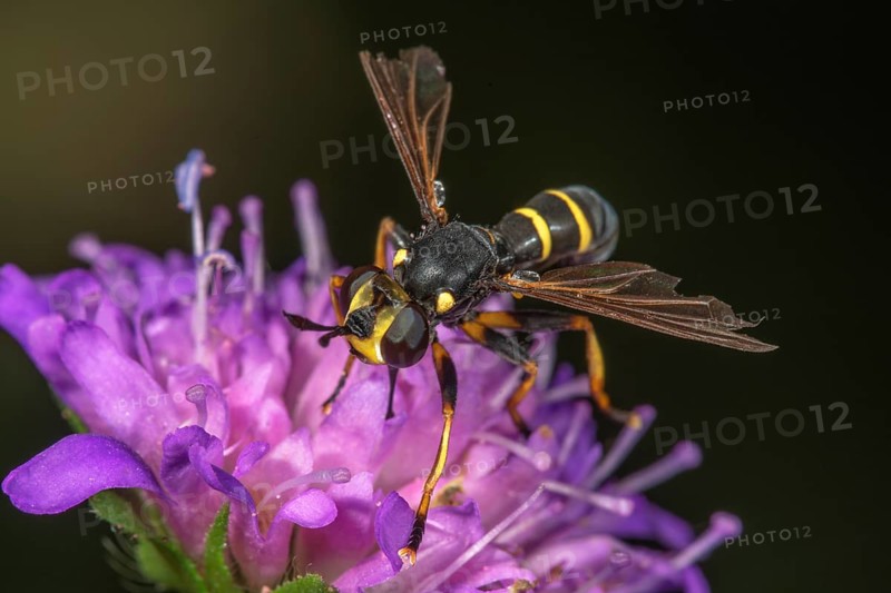 Dichoptic fly,