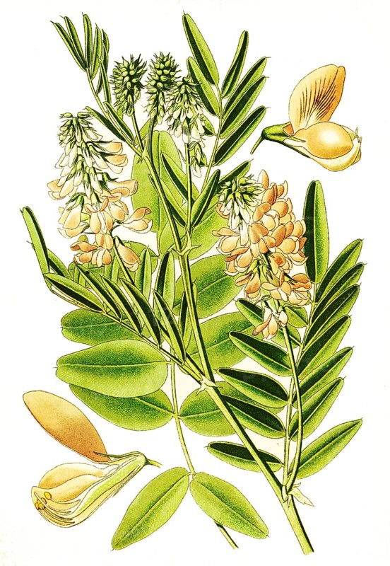 Galega officinalis, Goats rue