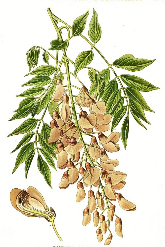 Wistaria sinensis, Chinese wisteria. Chinese blue vine