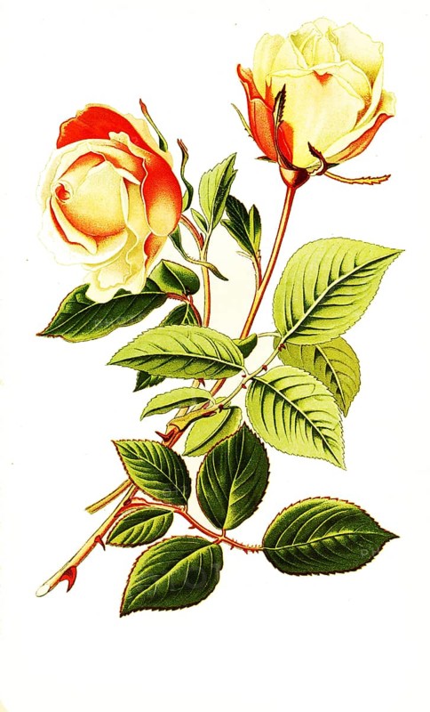 Tea Rose Safrano, Tea Rose