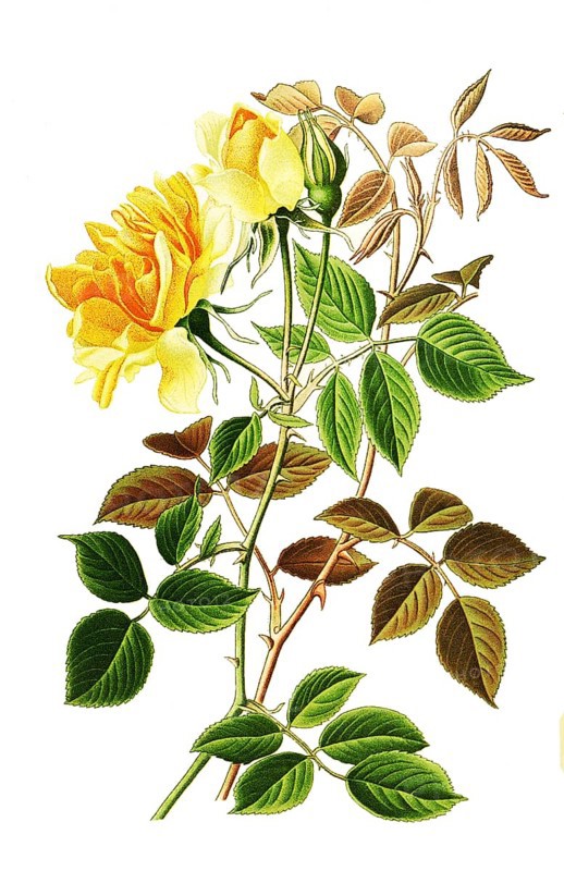 Noisette Rose William Allen Richardson, Historical