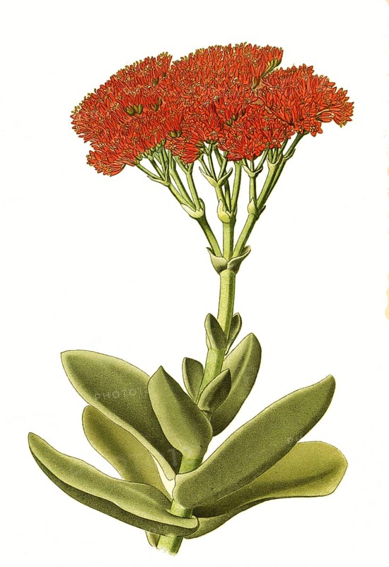 Crassula falcata, airplane plant and propeller plant