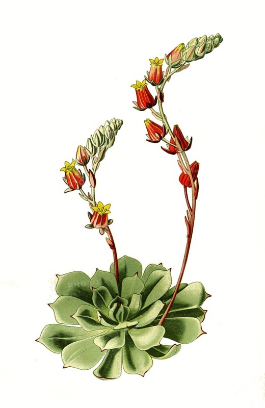 Cotyledon secunda, var glauca. Thickleaf