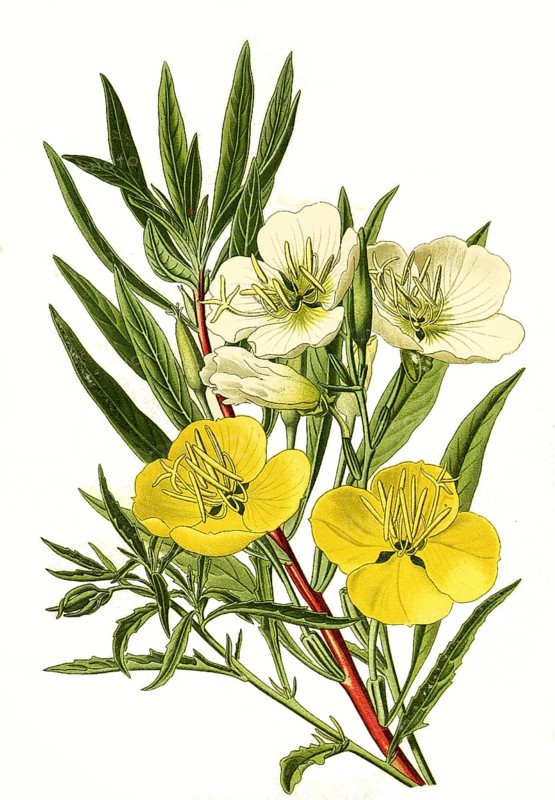 Speciosa, missouriensis