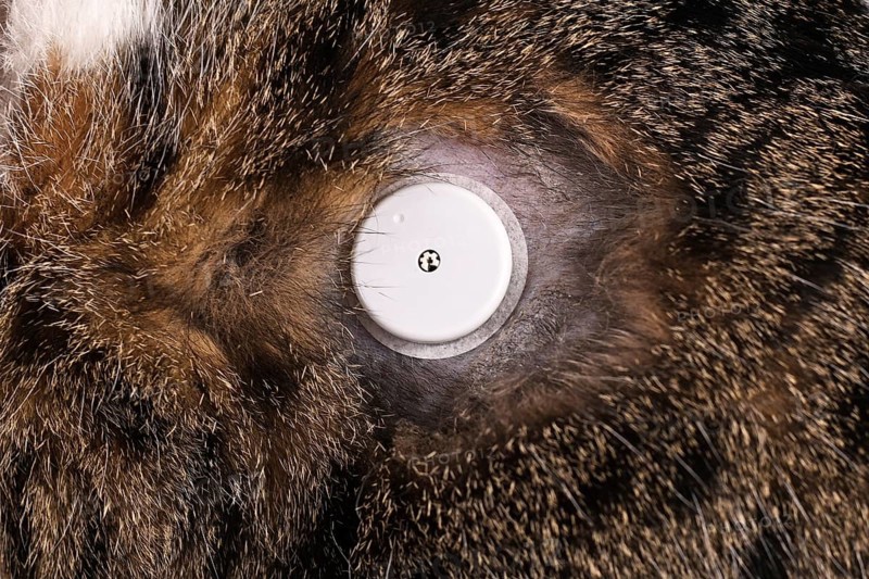 Glucose monitoring sensor system on fur of cat with diabetes illness used to permanently keep track of blood sugar level,