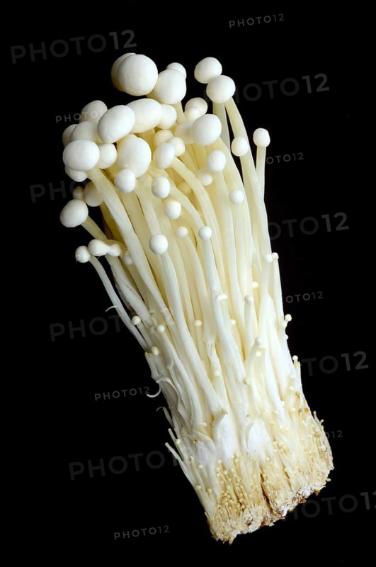 Flammulina, Syn Collybia velutipes