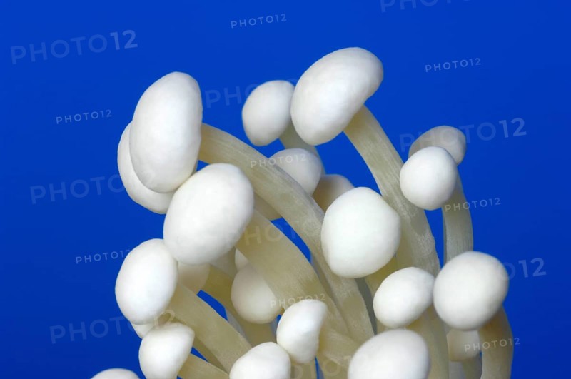 Flammulina, Syn Collybia velutipes