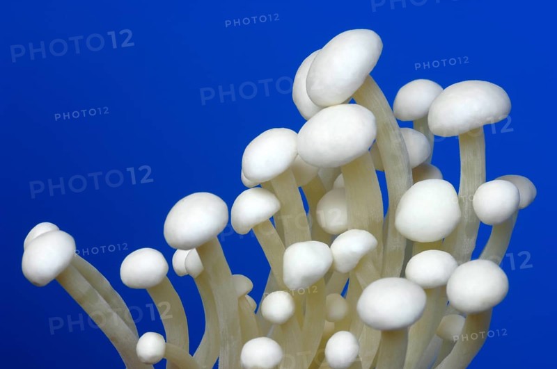 Flammulina, Syn Collybia velutipes